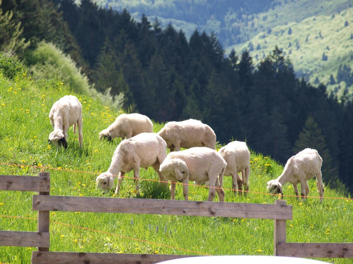 Agriturismo Maso Pertener -Adults Friendly- 科马诺泰梅 外观 照片