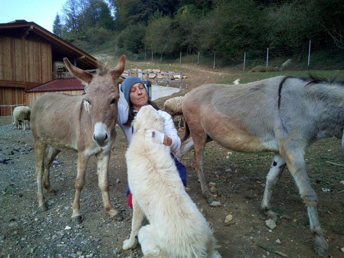 Agriturismo Maso Pertener -Adults Friendly- 科马诺泰梅 外观 照片